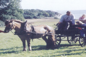 Bilde av Besøksgård